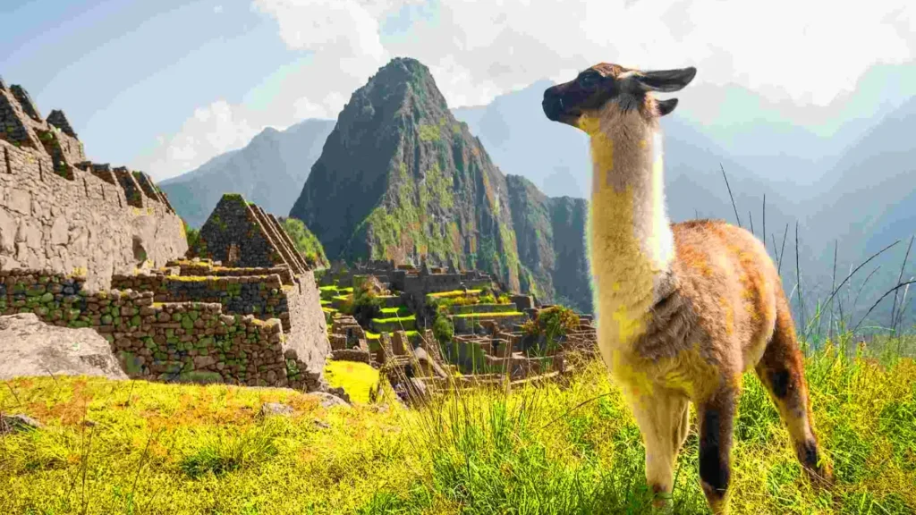 Llama standing among the ruins of Machu Picchu with Huayna Picchu in the background