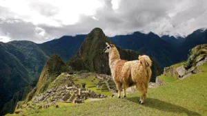 Visitors exploring Machu Picchu with a professional guide