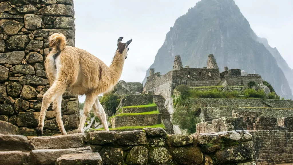 Llama standing among the Inca ruins of Machu Picchu with Huayna Picchu mountain in the background