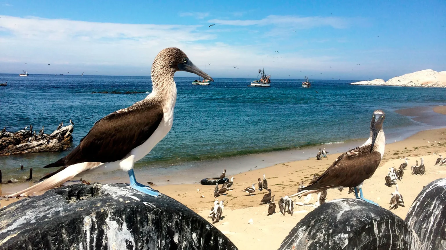 Blue-footed boobies and seabirds on Ballestas Islands beach with ocean view in Paracas Peru